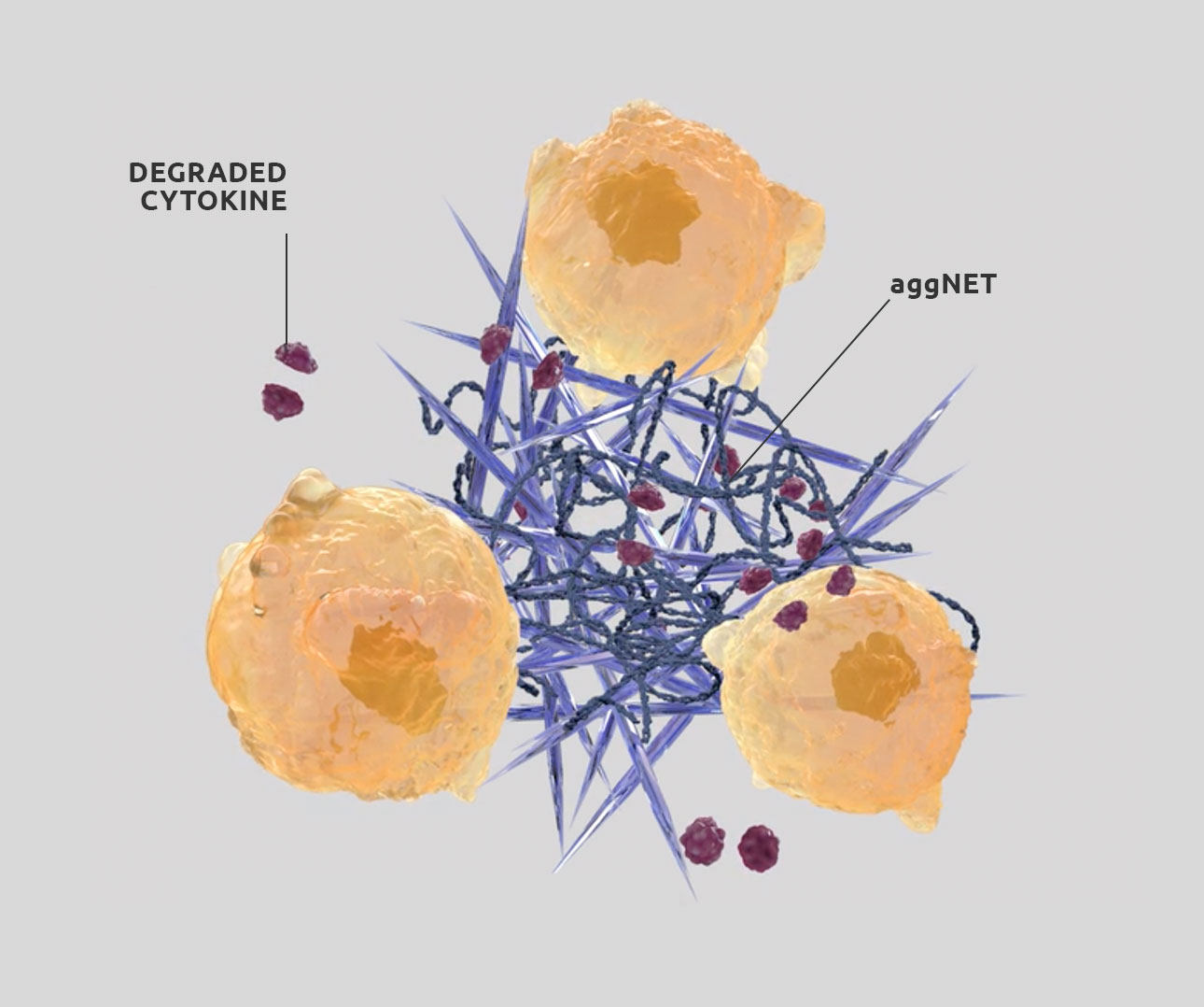 Illustration representing the role aggNETs play in gout pathophysiology and pain resolution